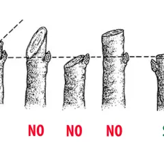 Illustrazione di tagli corretti e scorretti per la potatura alberi. Due esempi "SI" mostrano tagli inclinati sopra una gemma, mentre quattro "NO" illustrano tagli orizzontali o troppo distanti.