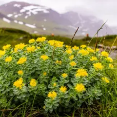 Planta de rhodiola con flores amarillas en un paisaje montañoso, destacando sus propiedades adaptógenas.