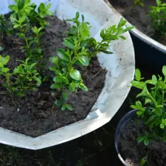 Młode sadzonki bukszpanu w doniczkach, gotowe do przesadzenia. Poznaj, jak ukorzenić bukszpan i cieszyć się zielenią w ogrodzie.