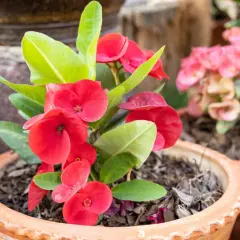 Czerwony euphorbia kwiat doniczkowy z zielonymi liśćmi w glinianej donicy. W tle widać różowe kwiaty.