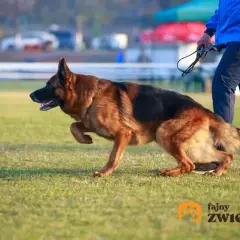 Jak szkolić owczarka niemieckiego? Kompletny przewodnik