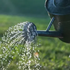 Krople wody z konewki tworzą tęczowy deszcz, idealny do podlewania kwiatów.