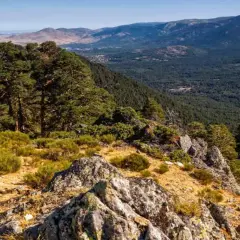 Vista panorámica del **parque nacional de la Sierra de Guadarrama**, con pinos, rocas y vegetación baja en primer plano, y un denso bosque y montañas al fondo.