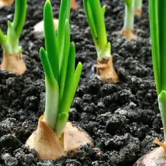 Germogli verdi spuntano dal terreno scuro, segno che è il momento giusto quando si seminano le cipolle.