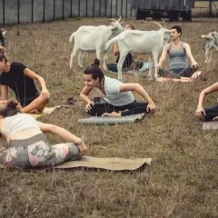 Kobiety ćwiczą jogę na trawie, a wokół nich swobodnie spacerują kozy. Nietypowa sesja jogi z kozami.
