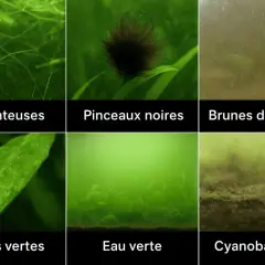 Aperçu de la liste des algues d'eau douce : filamenteuses, pinceaux noirs, brunes diatomées, taches vertes, eau verte et cyanobactéries.