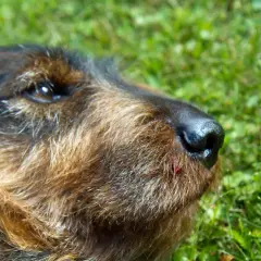 En hund med en svullen tass vilar i gräset.