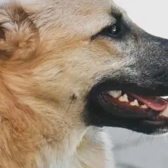 Primer plano de un perro con la boca abierta, mostrando sus dientes. Es un momento clave cuando cambian los dientes los perros.