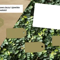 Na czym polega zjawisko włoskowatości i jak wpływa na życie roślin?