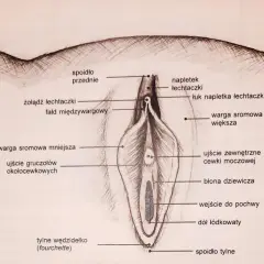 Ilustracja anatomiczna przedstawia zewnętrzne narządy płciowe kobiety, z zaznaczonym żołędziem łechtaczki i innymi elementami.