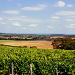 Paysage de vignobles verdoyants des Coteaux du Giennois, parfait pour un accord mets et vins blancs.