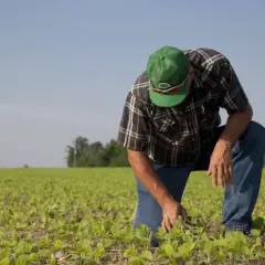 Skuteczne zwalczanie mokrzycy - uniknij strat w uprawach rolnych