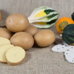 Ziemniaki Jurek i ozdobne dynie na płótnie. Kilka ziemniaków pokrojonych w plastry, obok całe bulwy.