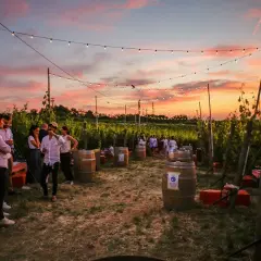 Un magico aperitivo in vigna al tramonto, con luci soffuse e amici che brindano tra le botti.