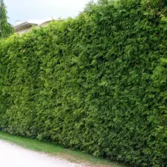 Gęsty, zielony żywopłot z tui, przy żwirowej ścieżce.