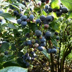 Reife Heidelbeeren an einem Strauch. Einige Beeren zeigen Anzeichen von Krankheiten, was auf mögliche Probleme bei der Ernte hinweist.