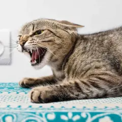 Eine aggressive Katze mit weit geöffnetem Maul und sichtbaren Zähnen, die an eine Tollwut-Katze erinnert. Sie liegt auf einem gemusterten Stoff vor einer Steckdose.