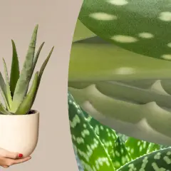 Eine Aloe Vera Pflanze in einem Topf, gehalten von Händen. Nahaufnahmen zeigen die grünen, fleckigen Blätter, ideal für das Schlafzimmer.