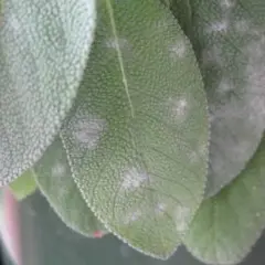 Foglie di salvia colpite da oidio, con macchie biancastre che ne ricoprono la superficie.