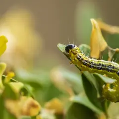 Gąsienica ćmy bukszpanowej, groźny naturalny wróg bukszpanów, żeruje na zielonym liściu.