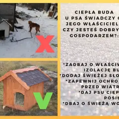 Jak poprawić budę dla psa, aby zapewnić mu ciepło i komfort?