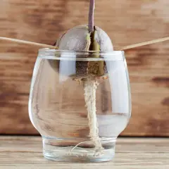 Un noyau d'avocat germe dans un verre d'eau, prêt à faire pousser un avocat. Des cure-dents le maintiennent en place.