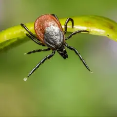 Kleszcz na zielonym liściu, gotowy do ataku. Uważaj na fsme immun!