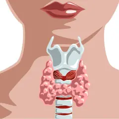 Anatomia tarczycy. Badanie ft3 może pomóc ocenić jej pracę.