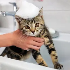 ¿Con cuántos meses se puede bañar un gato sin riesgos para su salud?