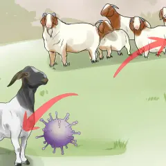 Capra con mastite, virus e gruppo di capre. Illustrazione su rimedi naturali per la mastite nelle capre.