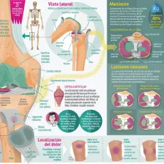 Los músculos de la rodilla: funciones esenciales y su anatomía detallada