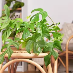 Zielona monstera o charakterystycznych liściach, jedna z wielu pięknych odmian, zdobi wnętrze.