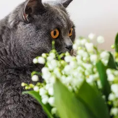 Chat gris aux yeux orange, curieux devant un bouquet de muguet, dont la toxicité est à surveiller pour les animaux.