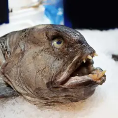 Ryba zębacz, mimo groźnego wyglądu, jest zdrowa i pożywna. Jej mięso jest bogate w białko i kwasy omega-3.