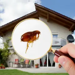 Elimina pulgas de casa de forma efectiva y sin complicaciones
