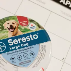 Obroża Foresto czy jest szkodliwa? Sprawdź skutki uboczne i ryzyko