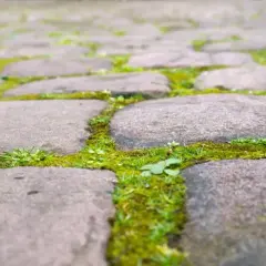 Jak usunąć zielony nalot z kostki? Skuteczne metody i prewencja