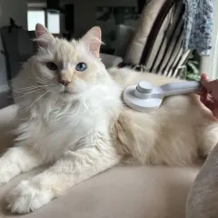 A fluffy grey cat with striking blue eyes is being brushed.