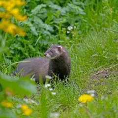 Ein neugieriger iltis im garten, umgeben von grünem Gras und gelben Blumen, schaut aufmerksam in die Ferne.