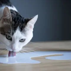 Gato blanco y negro bebe leche sin lactosa derramada en la mesa.