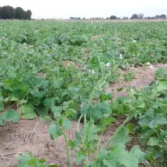 Ile siać rzodkiew oleista na poplon, aby uniknąć strat w plonach?