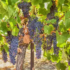 Dojrzałe kiście ciemnych winogron na krzewie, jakby z winnicy Crozes Hermitage, gotowe do zbioru.