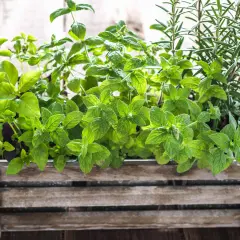 Erbe aromatiche in un cesto di legno: basilico, menta e rosmarino mai vicino, per un profumo unico.