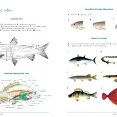 Anatomia ryby: schemat budowy zewnętrznej i wewnętrznej, różne kształty ciała ryb, położenie otworu gębowego.