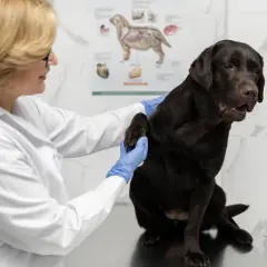 Weterynarz bada łapę czekoladowego labradora. Pies wygląda na zaniepokojonego, jakby bał się, że dostanie zastrzyk zamiast czekolady dla psa.