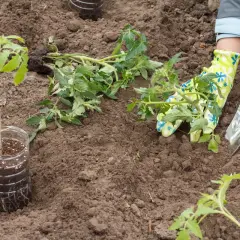 Sadzenie pomidorów do gruntu: młode sadzonki w doniczkach i rękawiczkach z łopatką przygotowują ziemię do przyjęcia roślin.