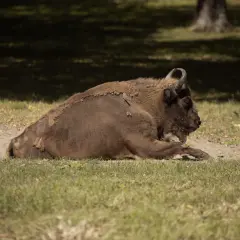 Białowieża żubry odpoczywają na trawie. Potężne zwierzęta w naturalnym środowisku.