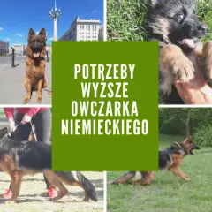 Twój owczarek niemiecki: Zrozum jego potrzeby i uszczęśliw go!