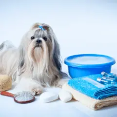 Shih Tzu: Kiedy wymiana włosa? Poradnik i pielęgnacja
