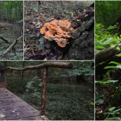 Rezerwat przyrody Debrza - tajemnice unikalnej flory i fauny